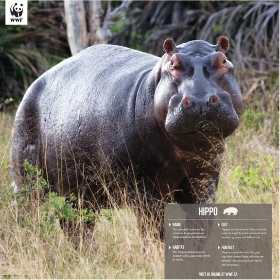 Hippopotamus